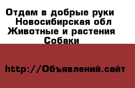 Отдам в добрые руки. - Новосибирская обл. Животные и растения » Собаки   